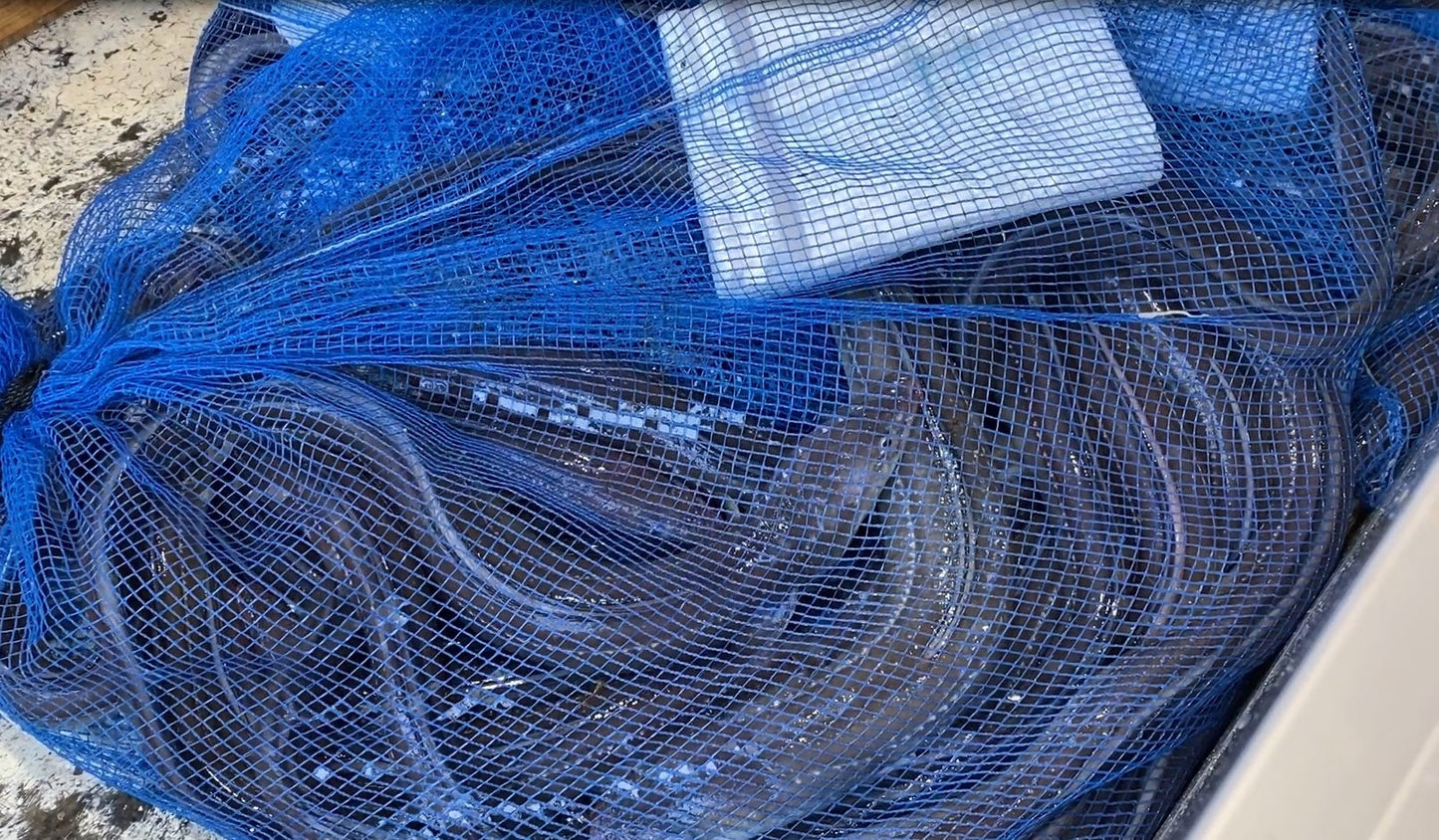 【特大サイズ】あなごの干物1尾300g(島根県産)