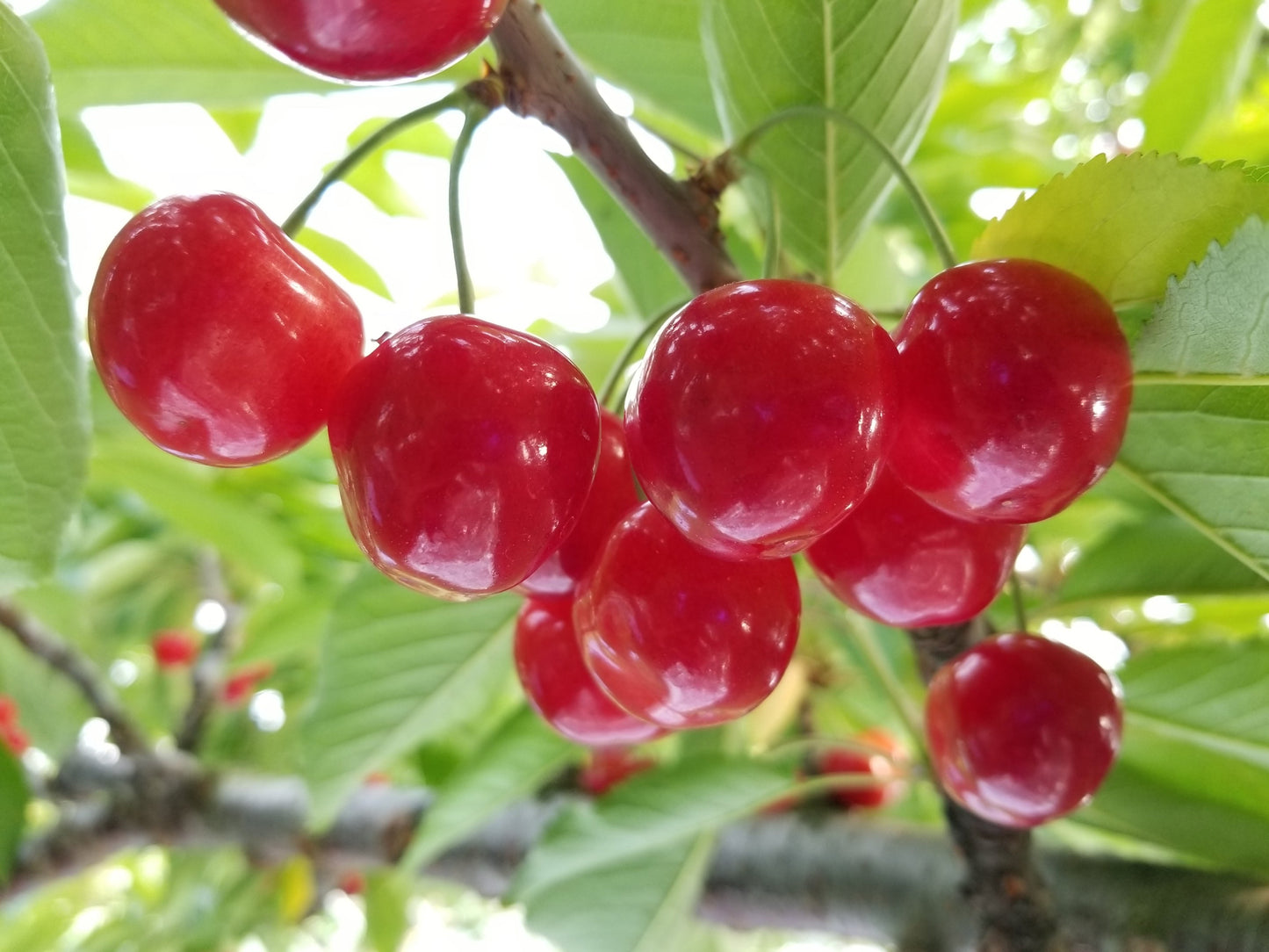 【訳あり】山形県産の佐藤錦※6月中旬頃から配送