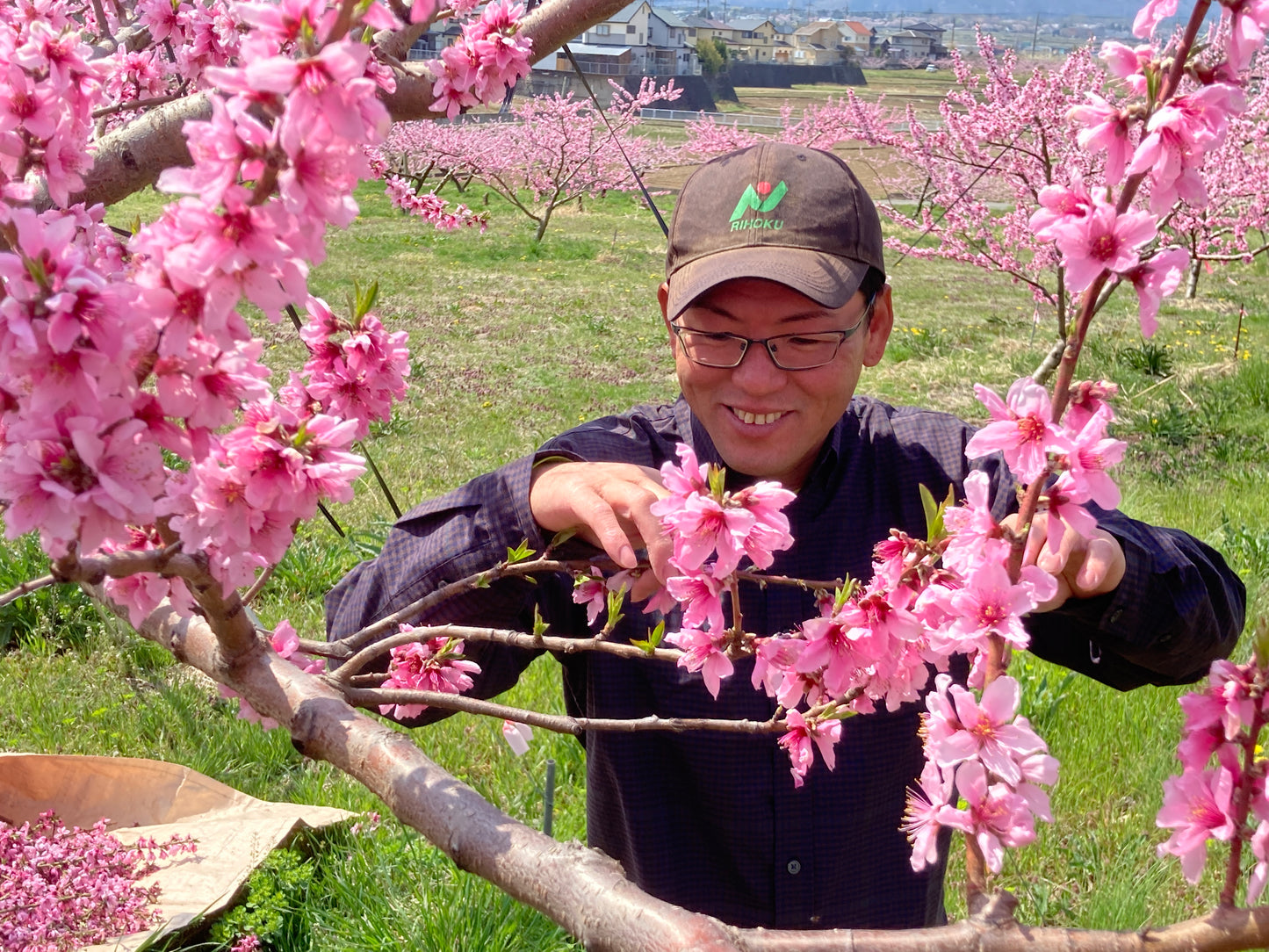 桃ピューレ(山梨県産)