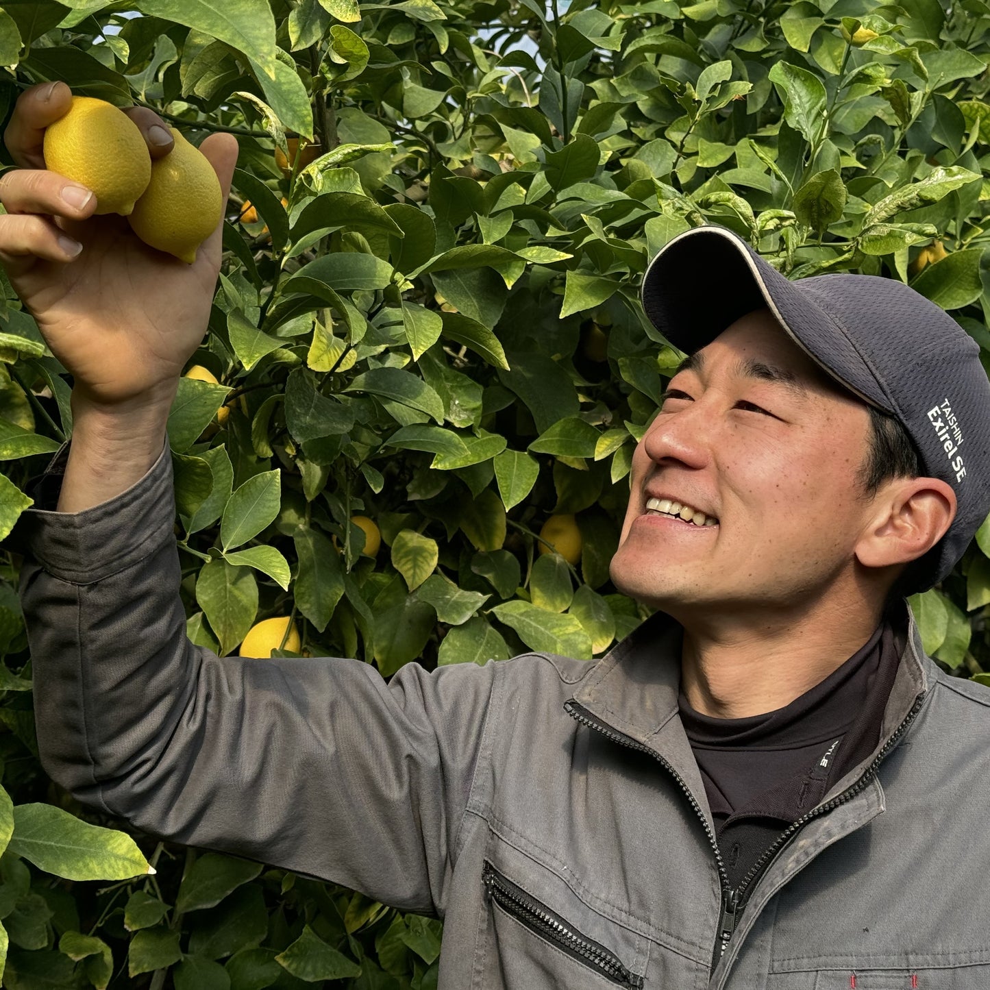 訳ありレモン&みかんセット(瀬戸内安芸津産)