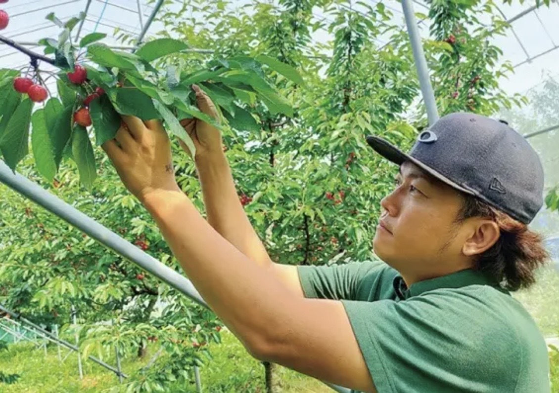 【秀品】山形県産の佐藤錦※6月中旬頃から配送