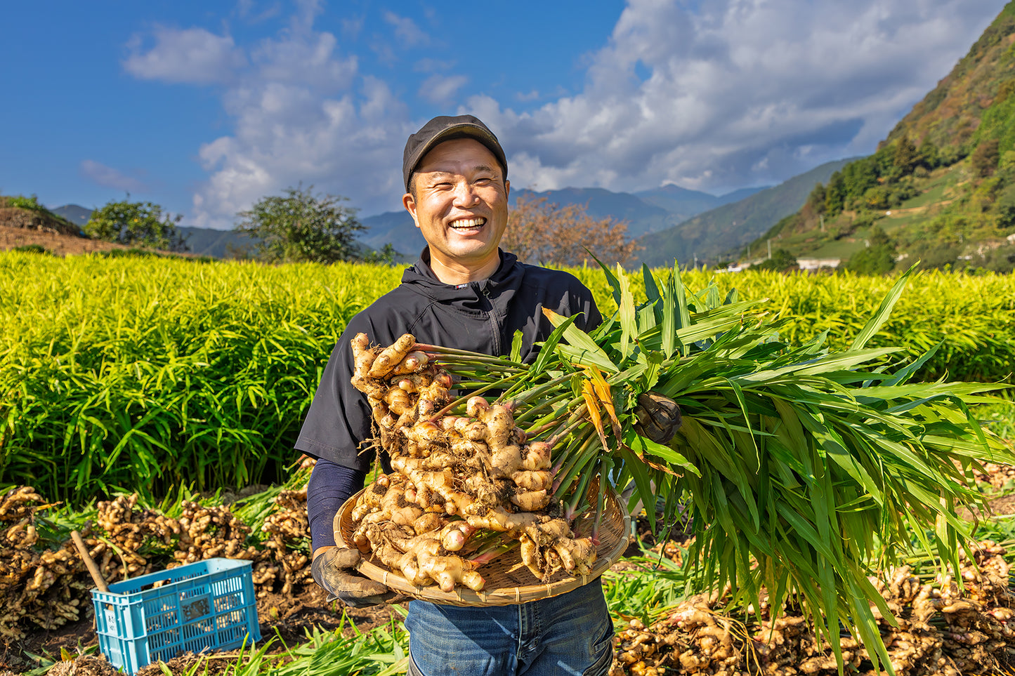 特別栽培 香り大生姜 (高知県産 )