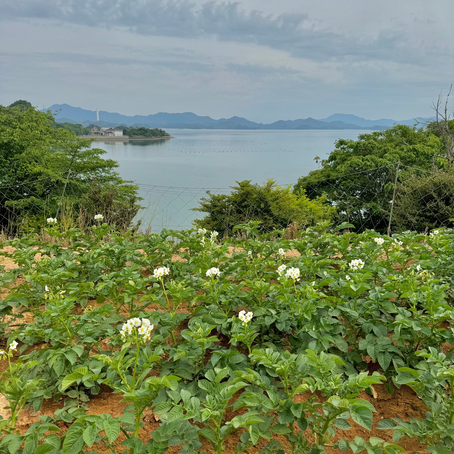 赤土じゃがいも(瀬戸内安芸津産)※11月下旬頃〜配送開始予定
