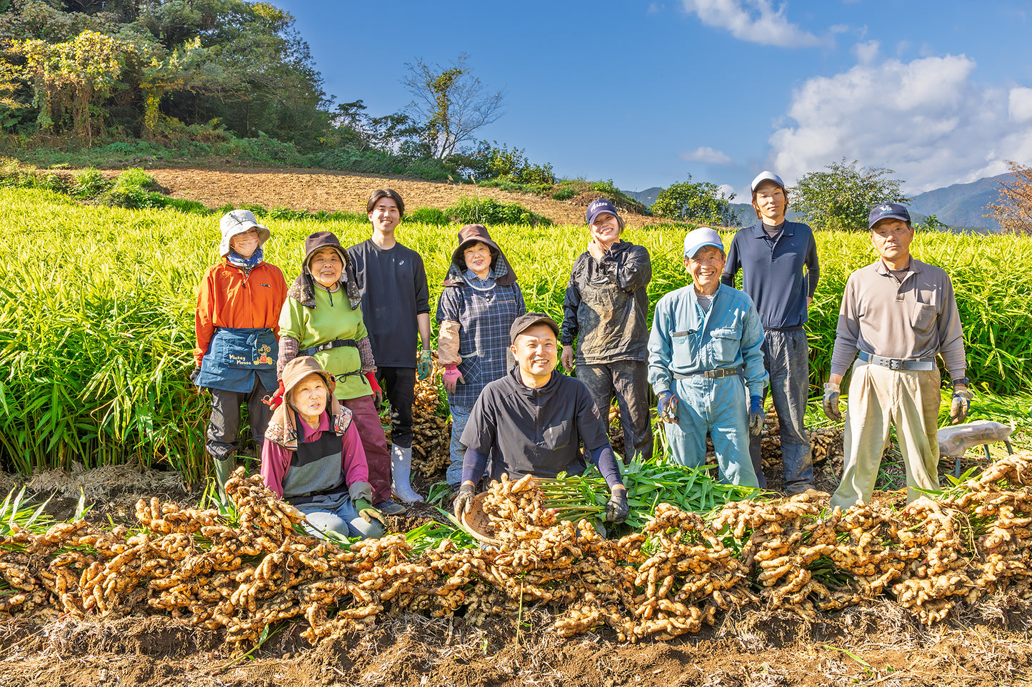 特別栽培 香り大生姜 (高知県産 )