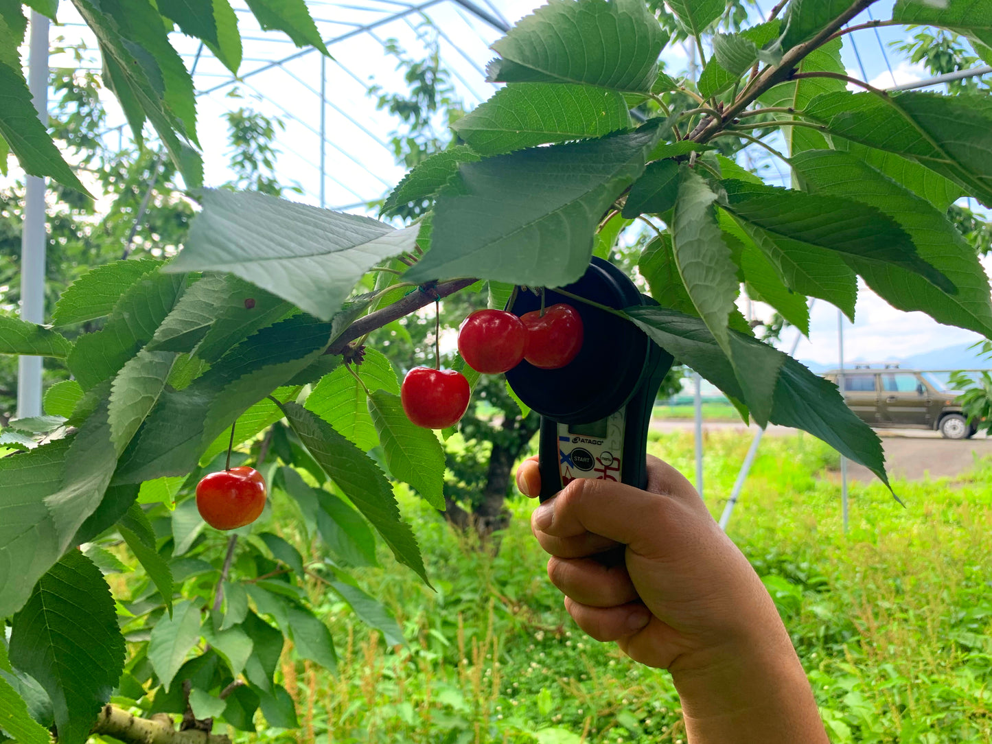 【特秀品】山形県産の佐藤錦※6月中旬頃から配送