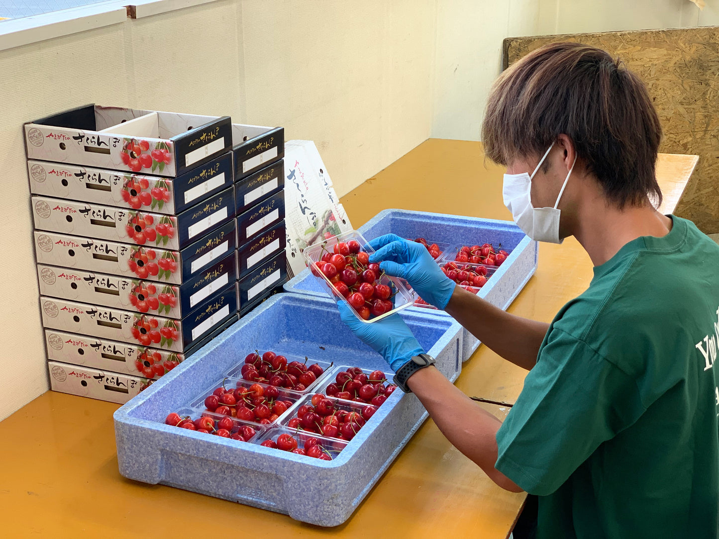 【特秀品】山形県産の佐藤錦※6月中旬頃から配送