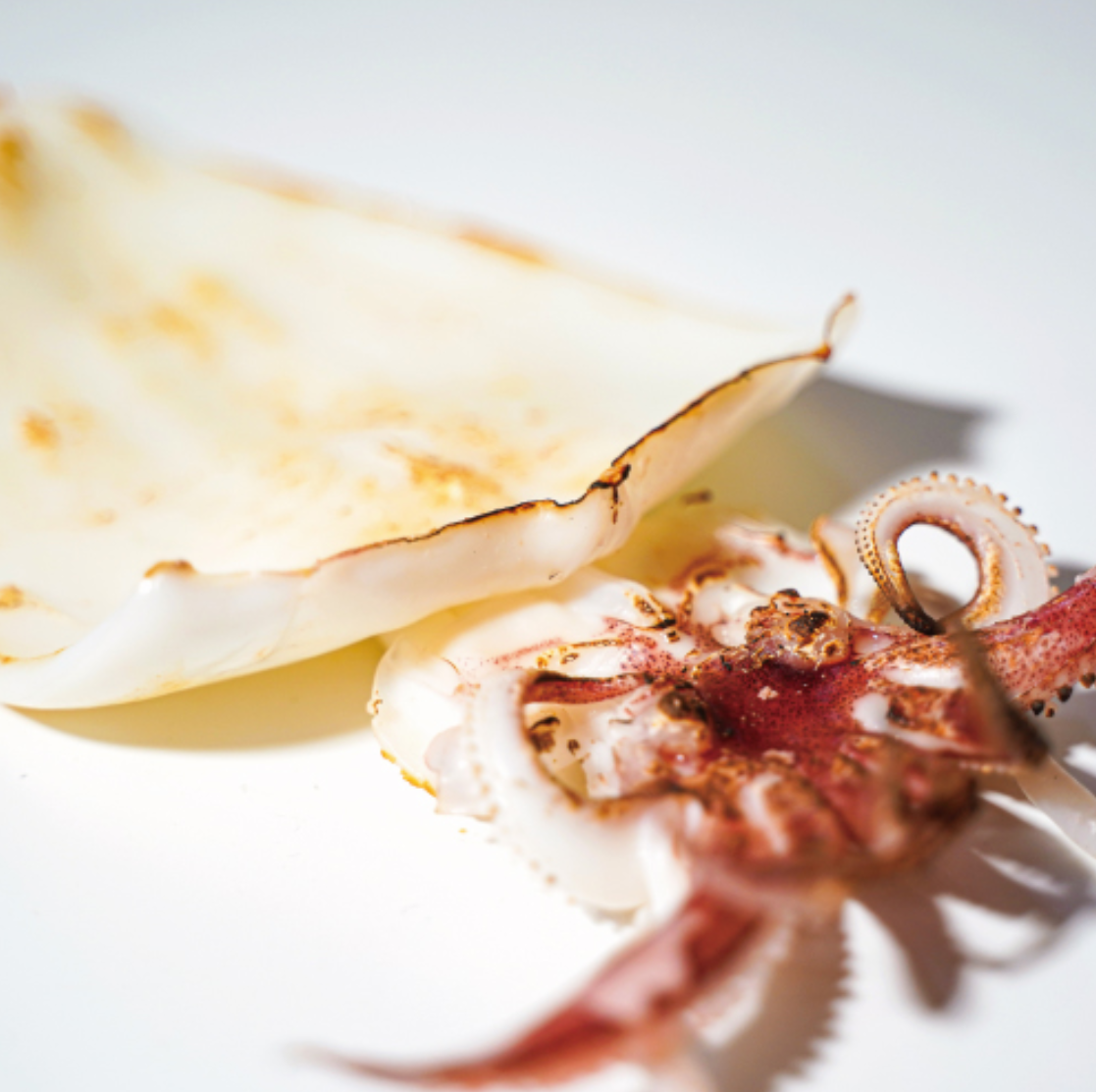 【特大サイズ】白イカの干物(1尾:160g〜)※島根県産