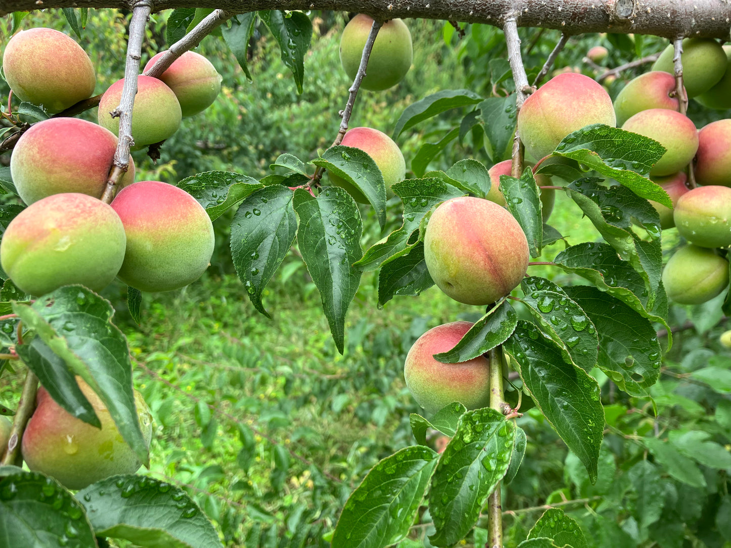 湯浅さんの有機生梅(南高梅)