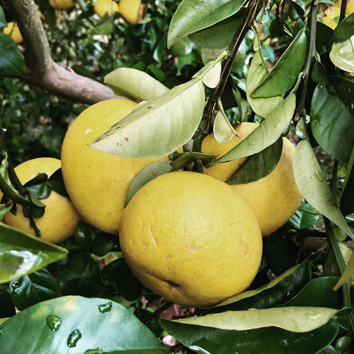 【訳あり】大崎上島のゴールデン文旦(大橘)