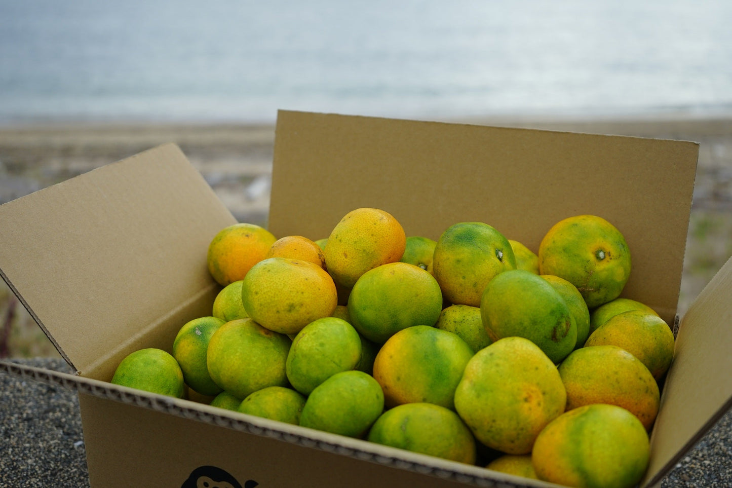 【訳あり・小玉サイズ】中島の極早生温州みかん