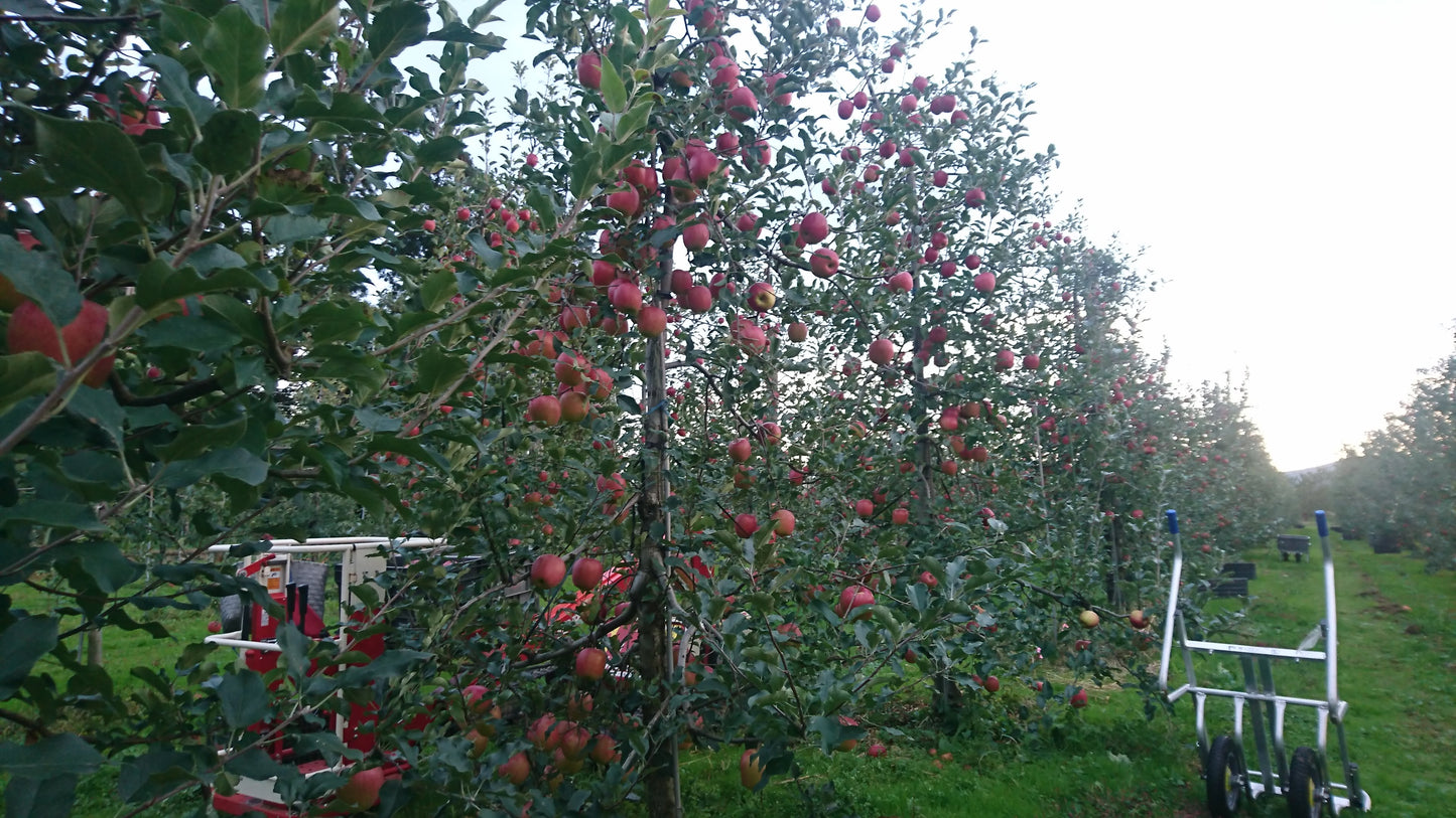 【家庭用】野田さんのふじ(秋田県産)