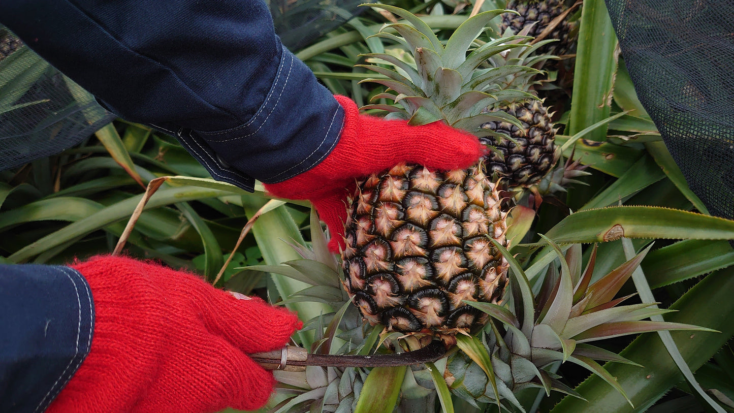 【ラストセール】西表島ピーチパイン※6月中旬頃から配送