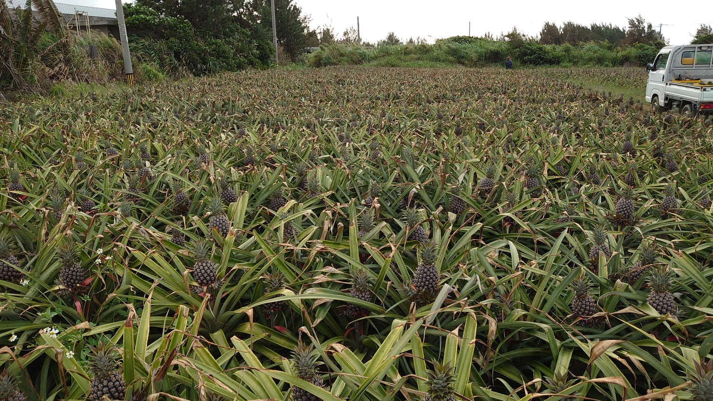 【ラストセール】西表島ピーチパイン※6月中旬頃から配送