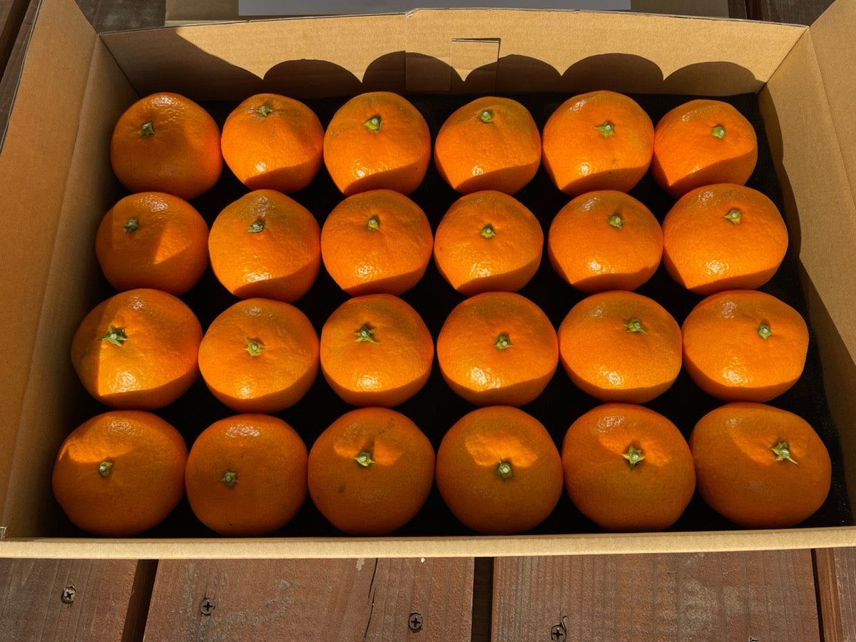 【糖度13度】青島みかん(大崎上島産)※1月中旬頃配送開始