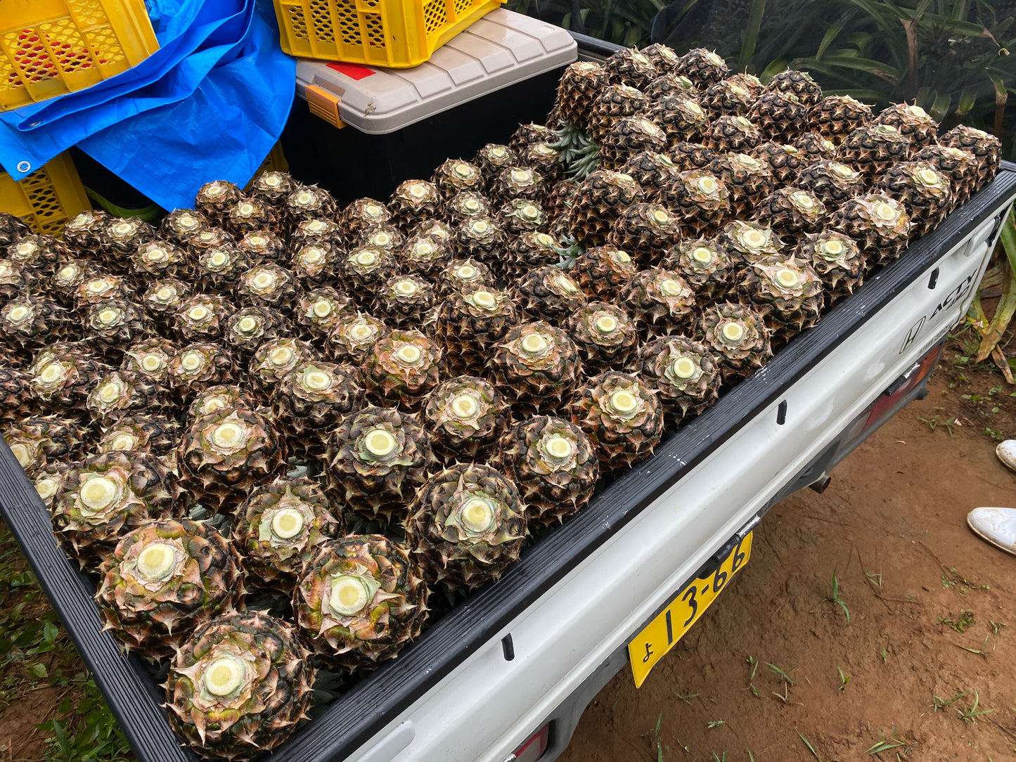 【ラストセール】西表島ピーチパイン※6月中旬頃から配送
