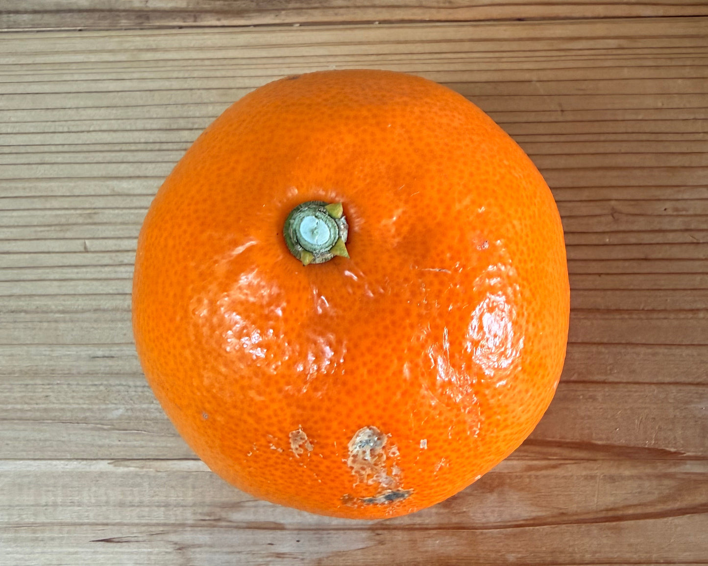 【訳あり】中島のせとか※3月中旬頃〜配送開始予定