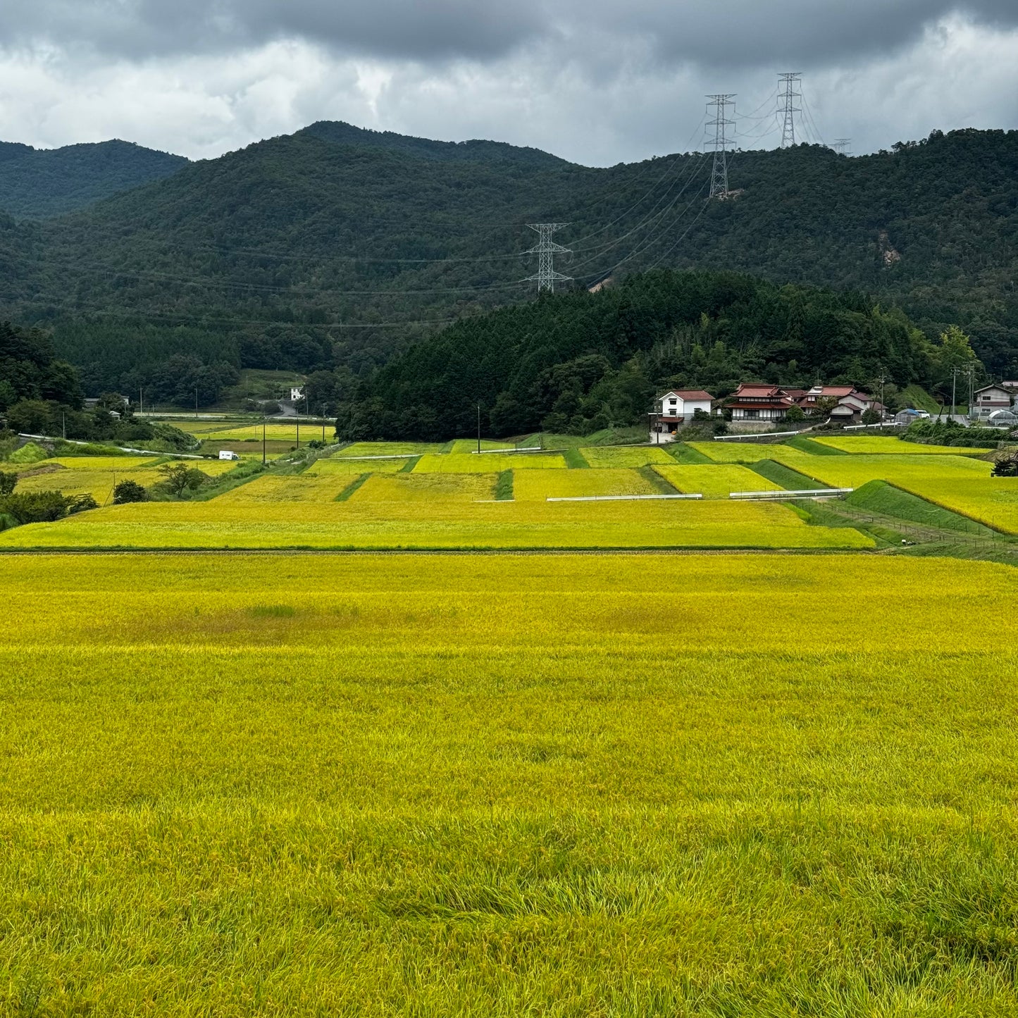 コシヒカリ(広島県豊栄町産)