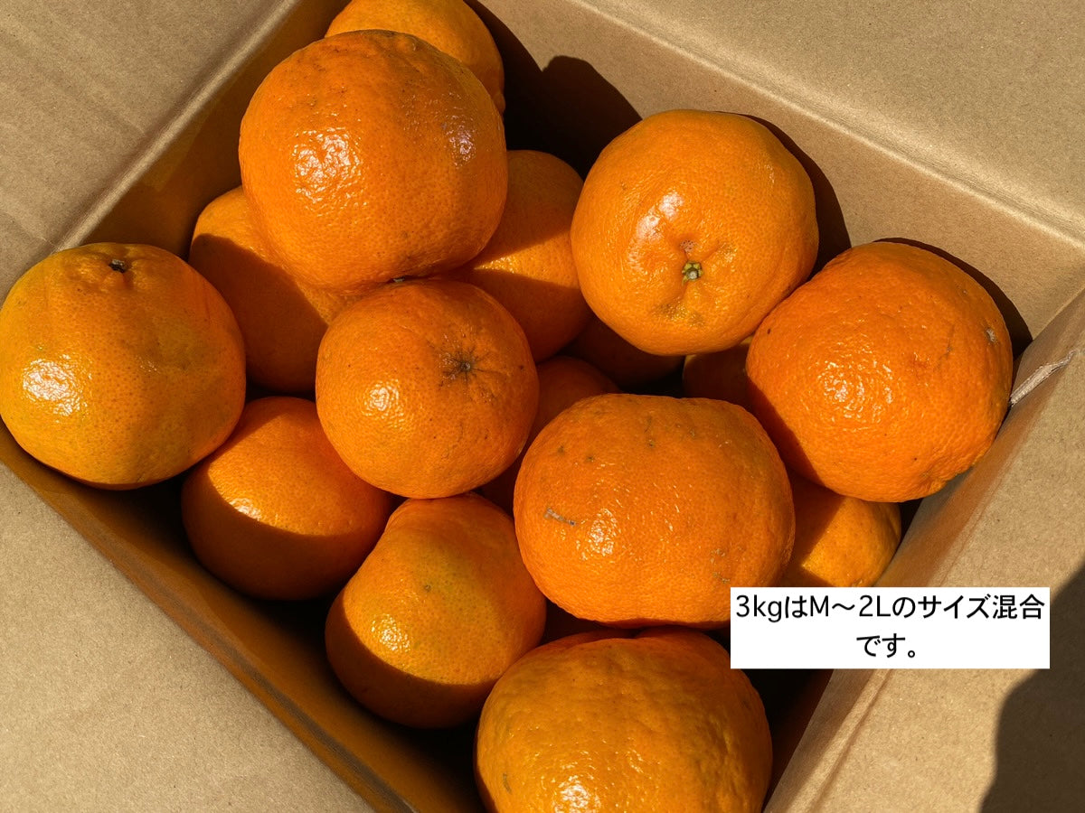 卓郎さんのポンカン(M〜2L)種子島