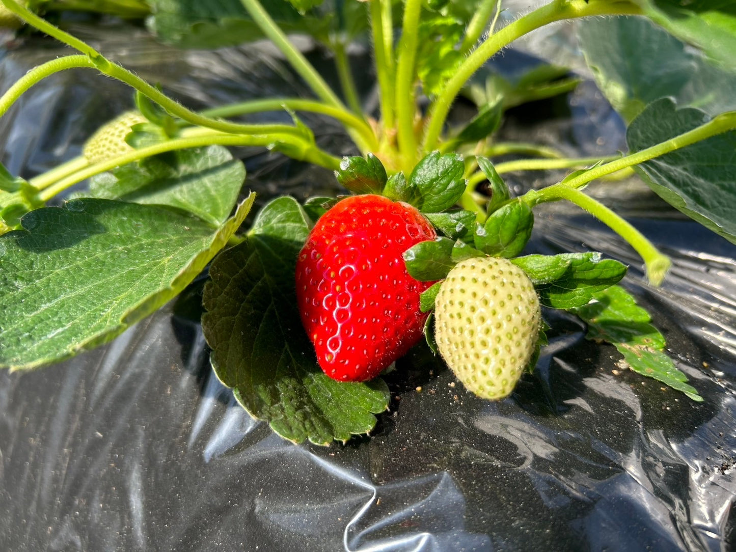 【家庭用】田村さんのとちあいか