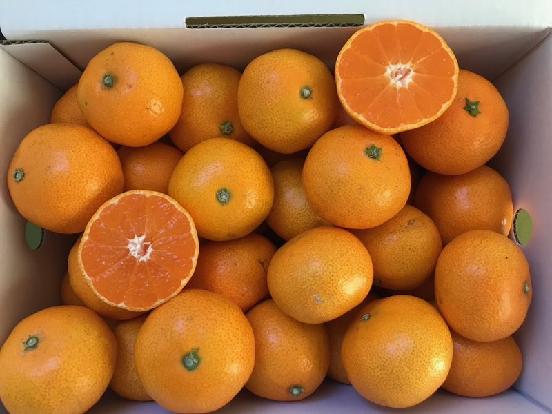 【秀品】早生みかん(愛媛県松山産)※11月中旬頃から配送