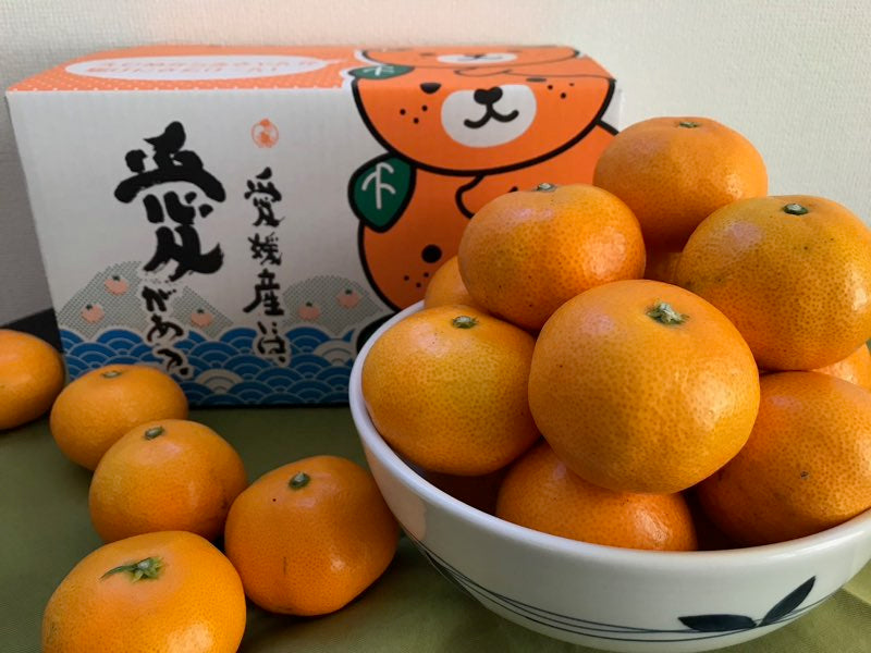 【秀品】早生みかん(愛媛県松山産)※11月中旬頃から配送