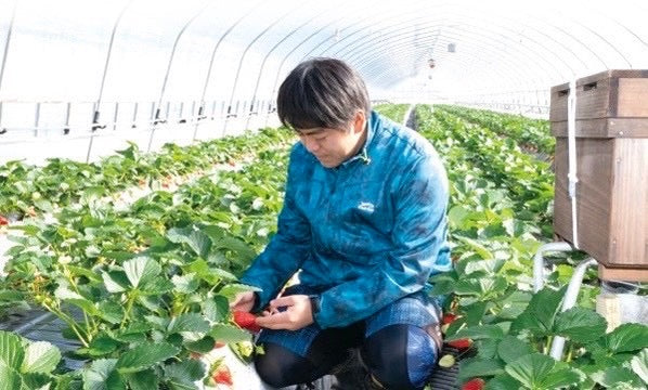 田村さんの紅白いちごセット(桐箱入り贈答用)約450g