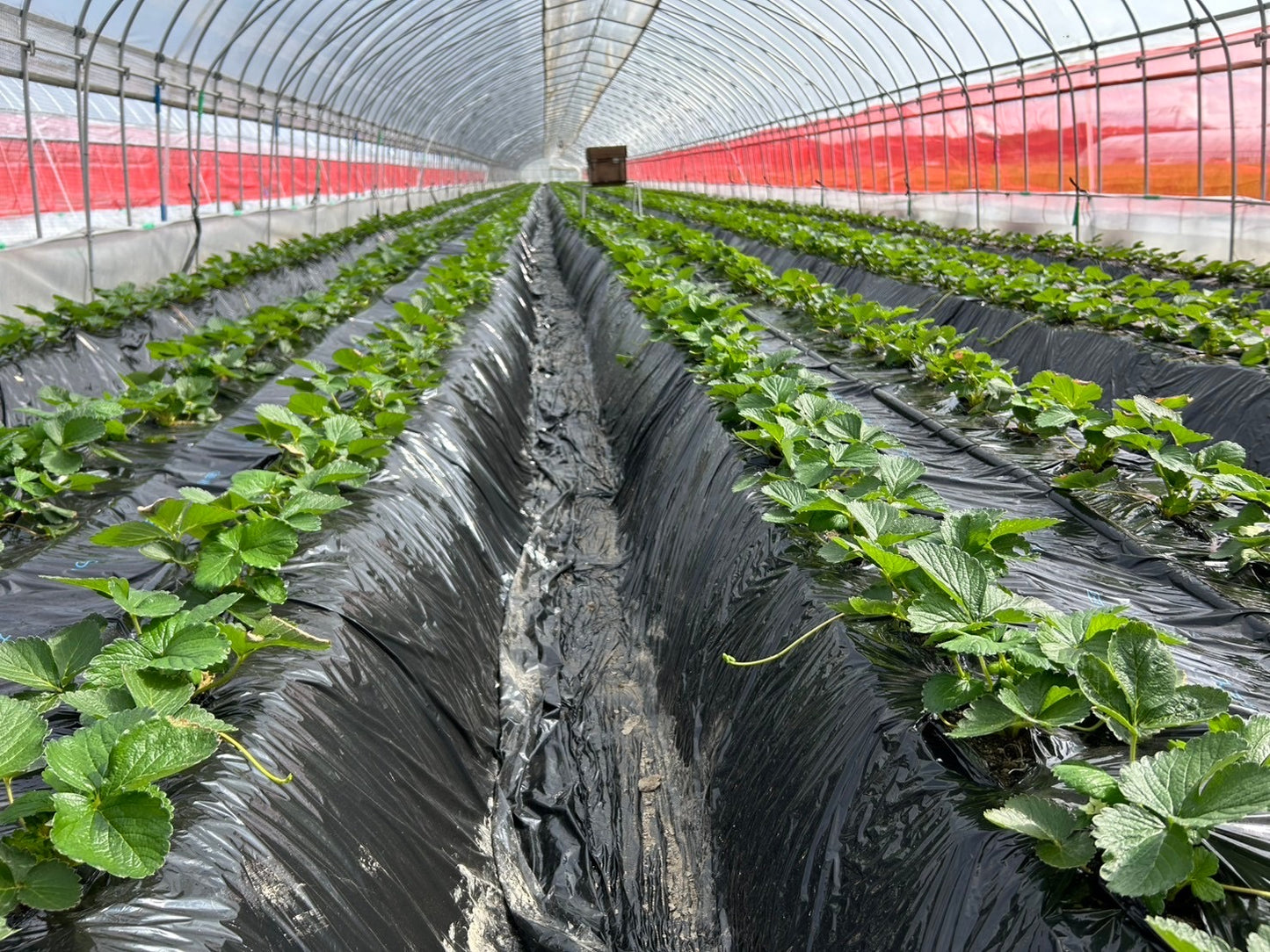 【家庭用】田村さんのいちご紅白セット
