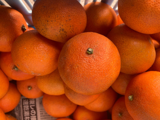 【訳あり】トドクヨのまどんな(愛媛県中島産)