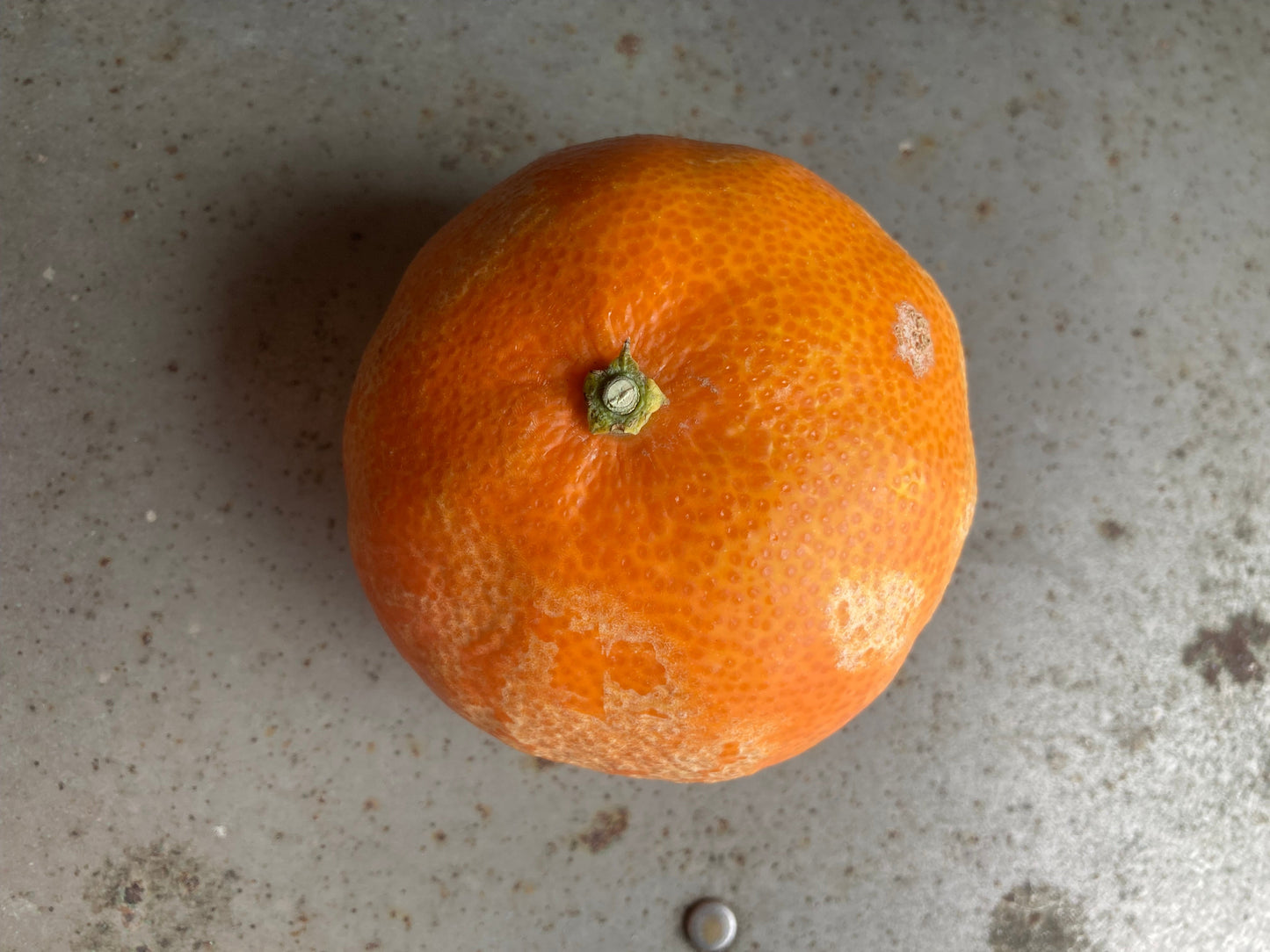 【訳あり】トドクヨのまどんな(愛媛県中島産)