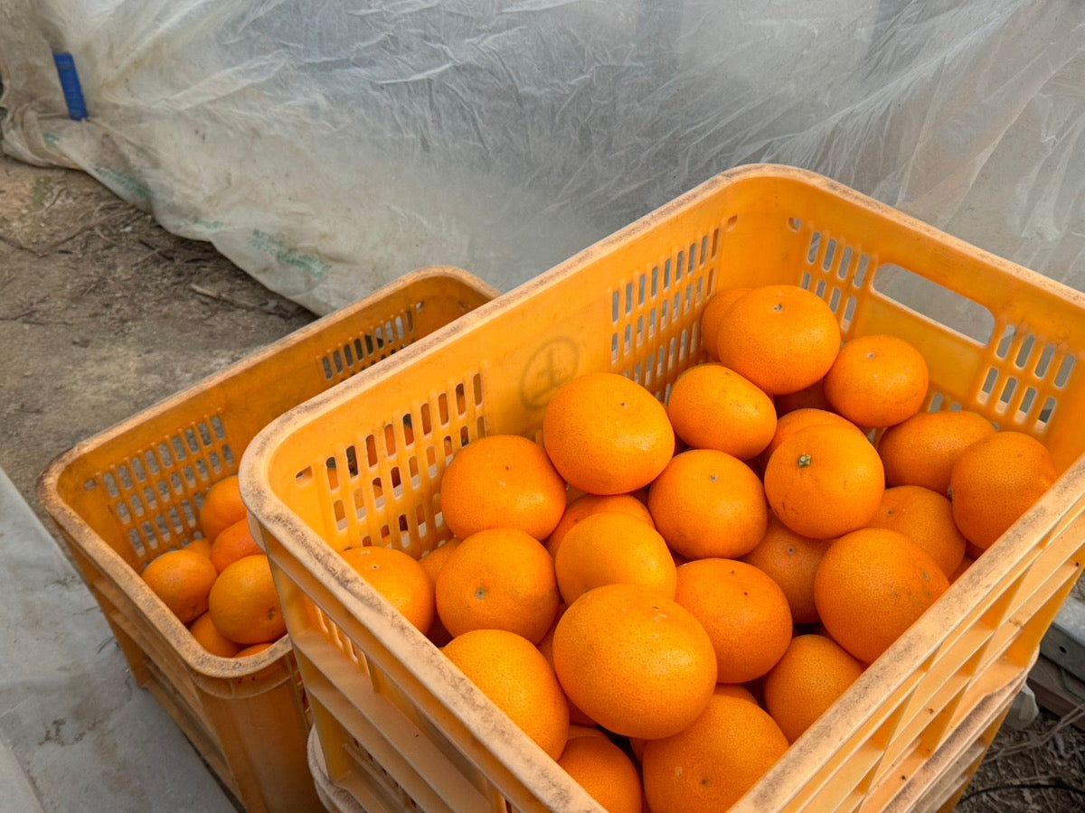 【家庭用】松井さんのせとか(大崎上島産)2月中旬頃から配送開始予定
