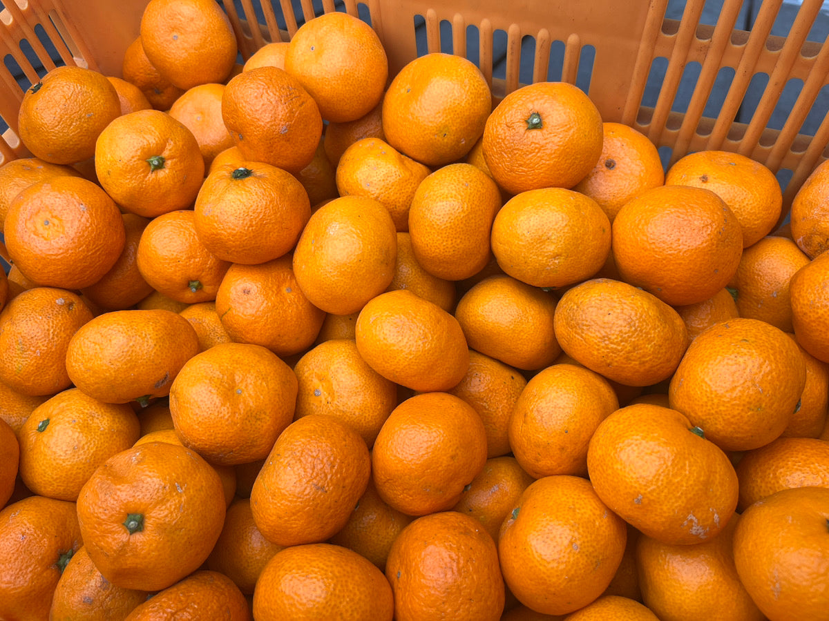 蔵出し完熟みかん(大崎上島産)