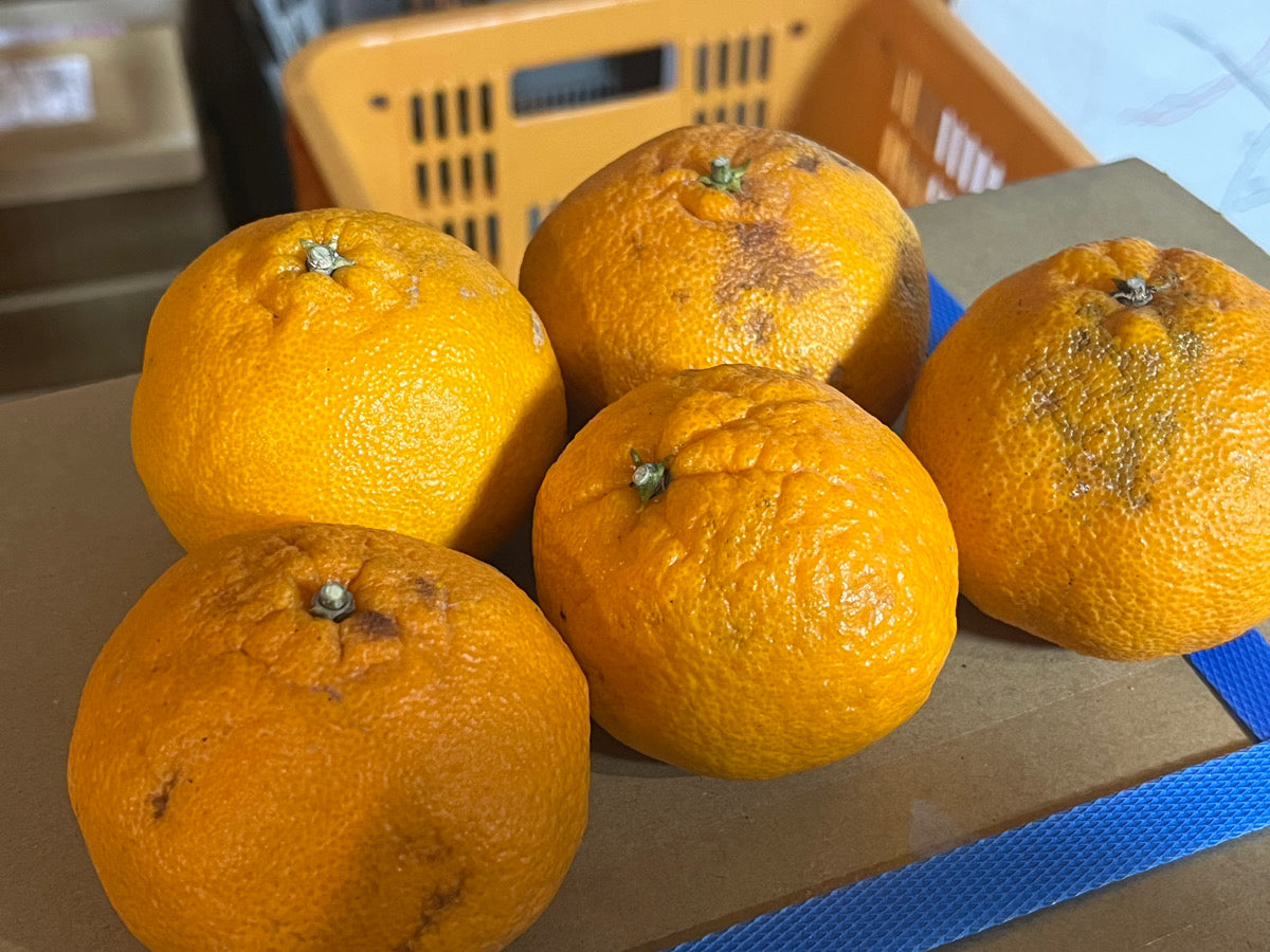【訳あり】大崎上島の不知火