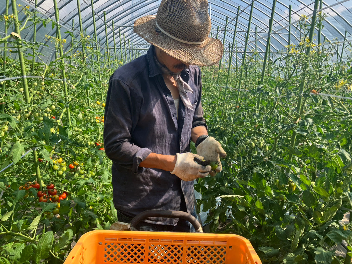 フルティカトマト(岐阜県産)