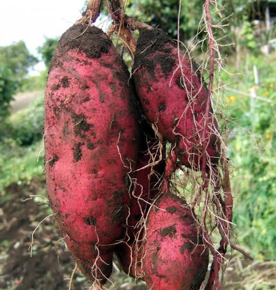 【無農薬・土付き】大崎上島の紅はるか