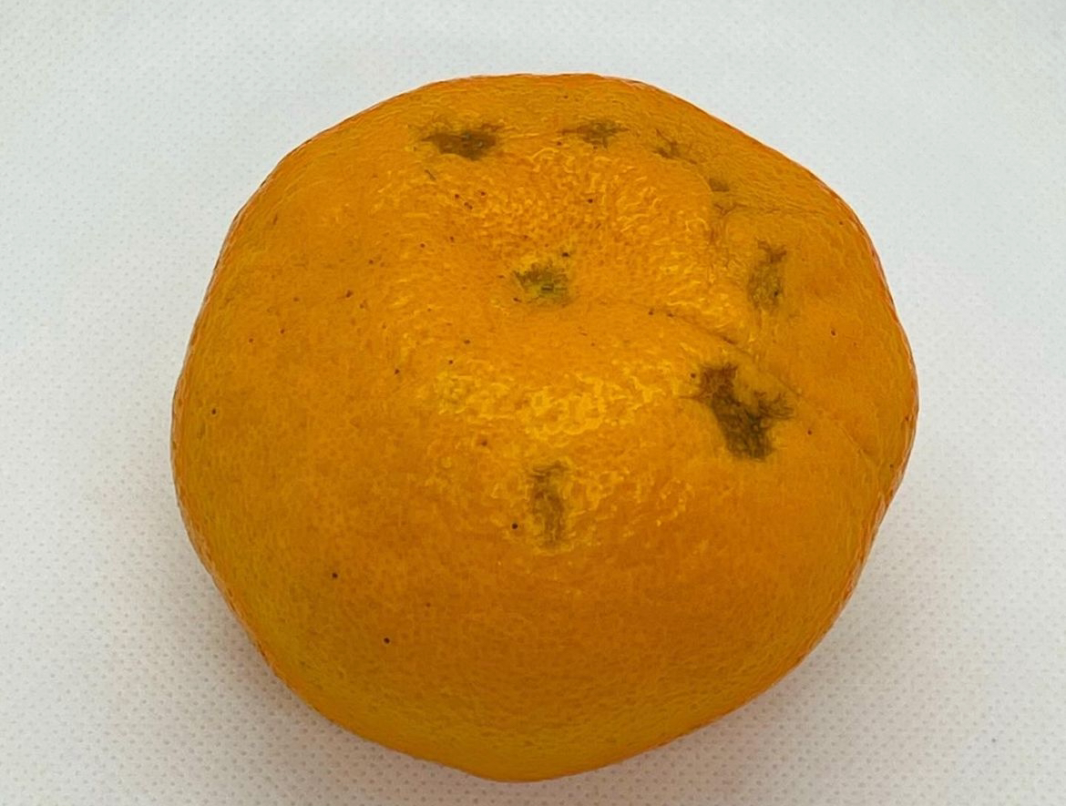 【訳あり】大崎上島のはるみ