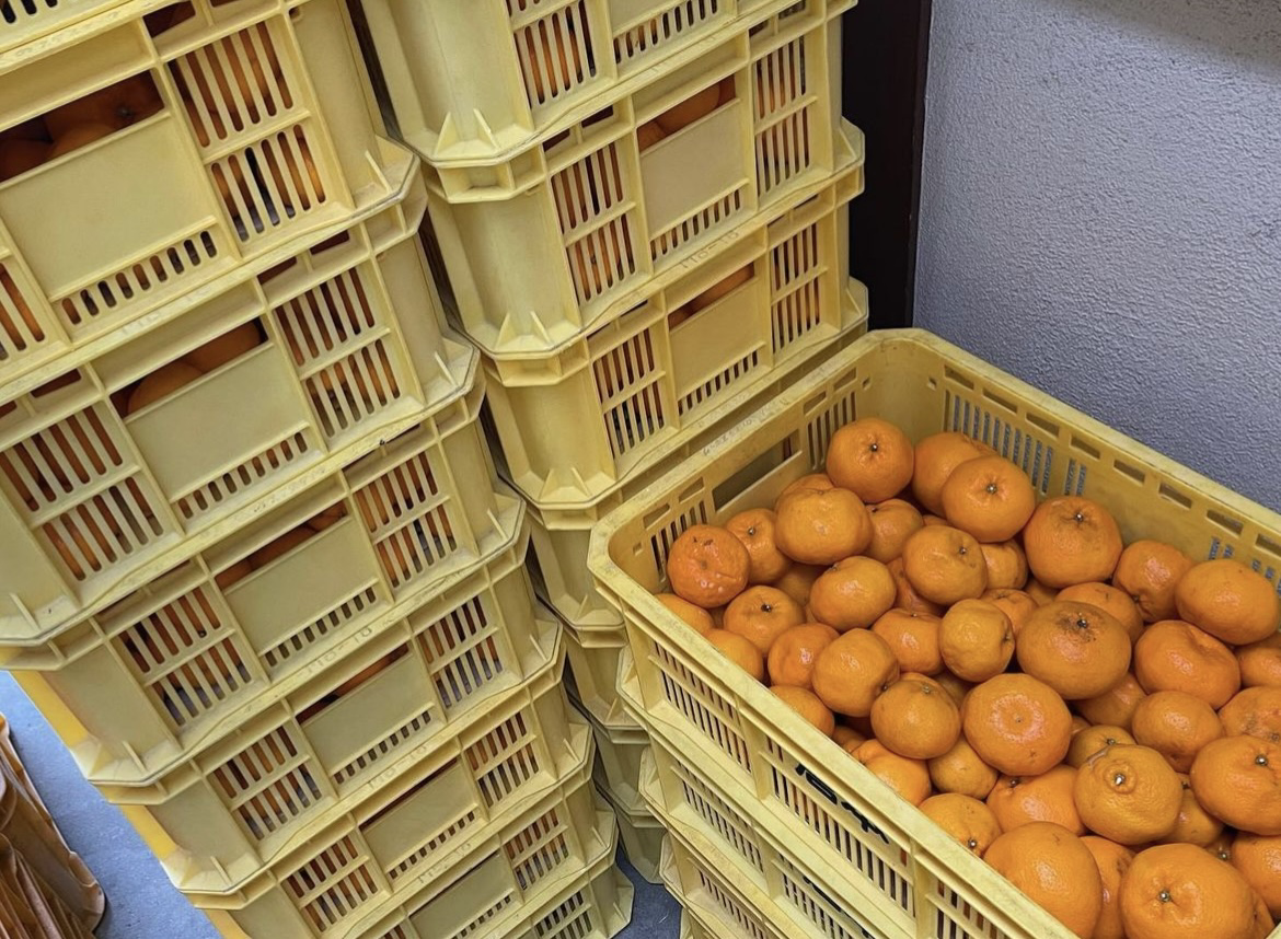 【訳あり】大崎上島のはるみ