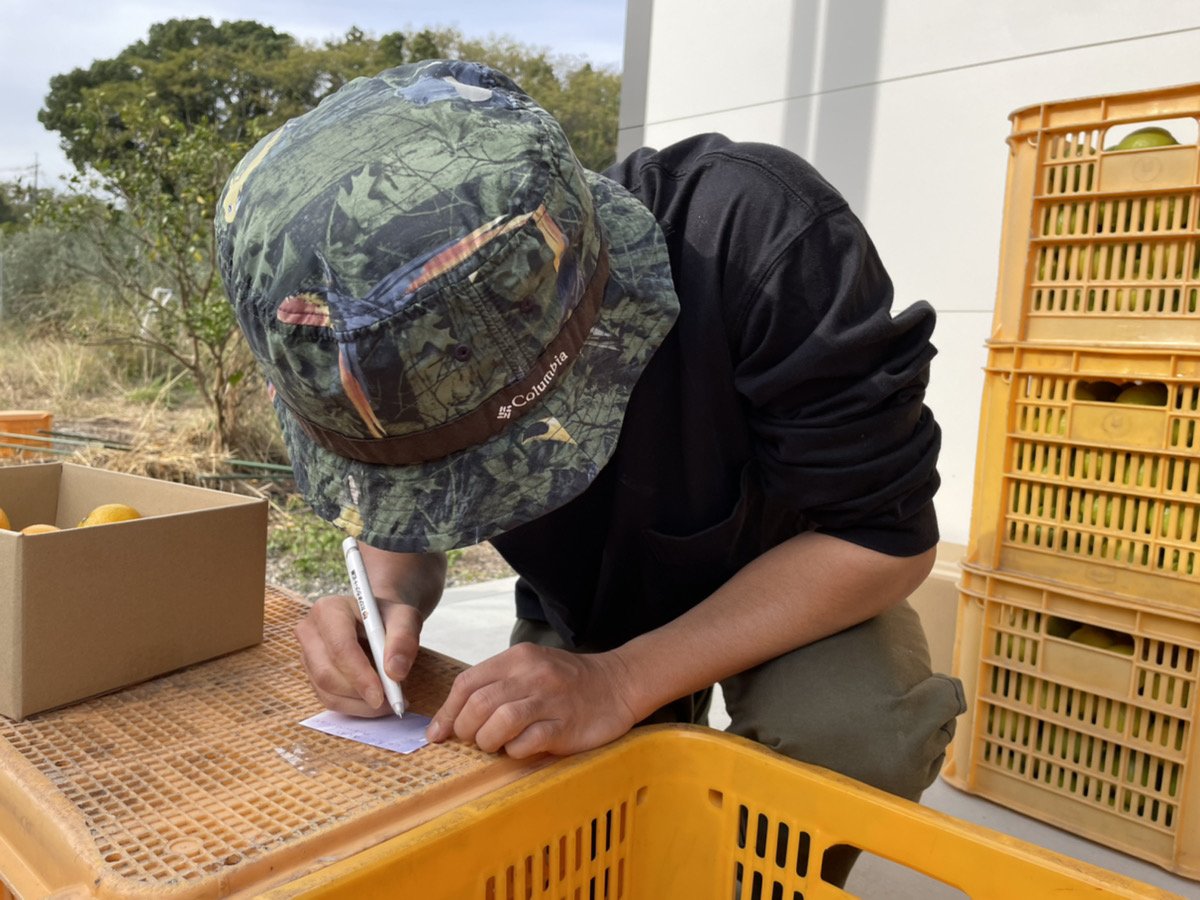 【訳あり】大崎上島の中生みかん