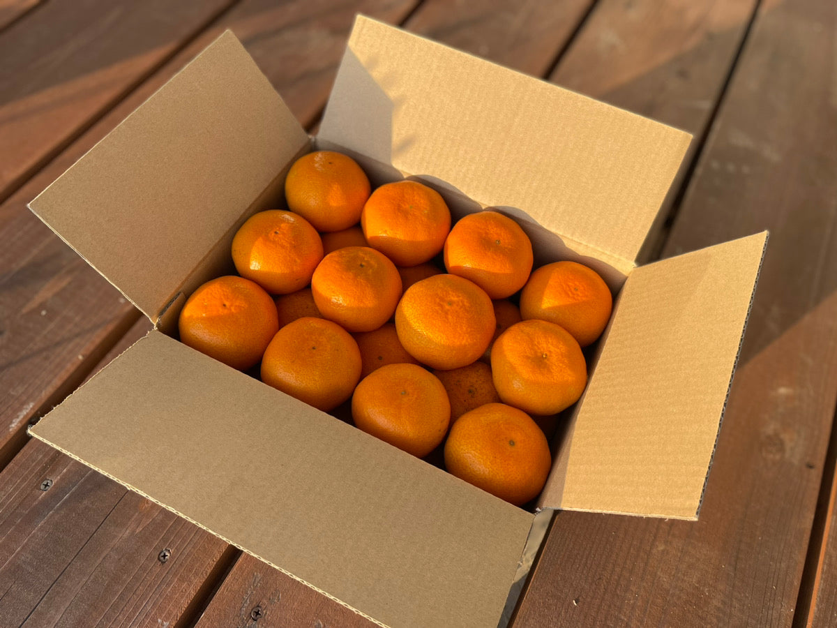 【糖度14度】菊間みかん(大崎上島産)※12月上旬頃から配送開始