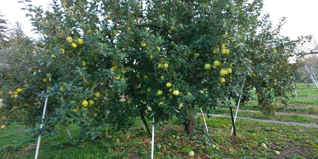 せいちゃんの青林(りんご)