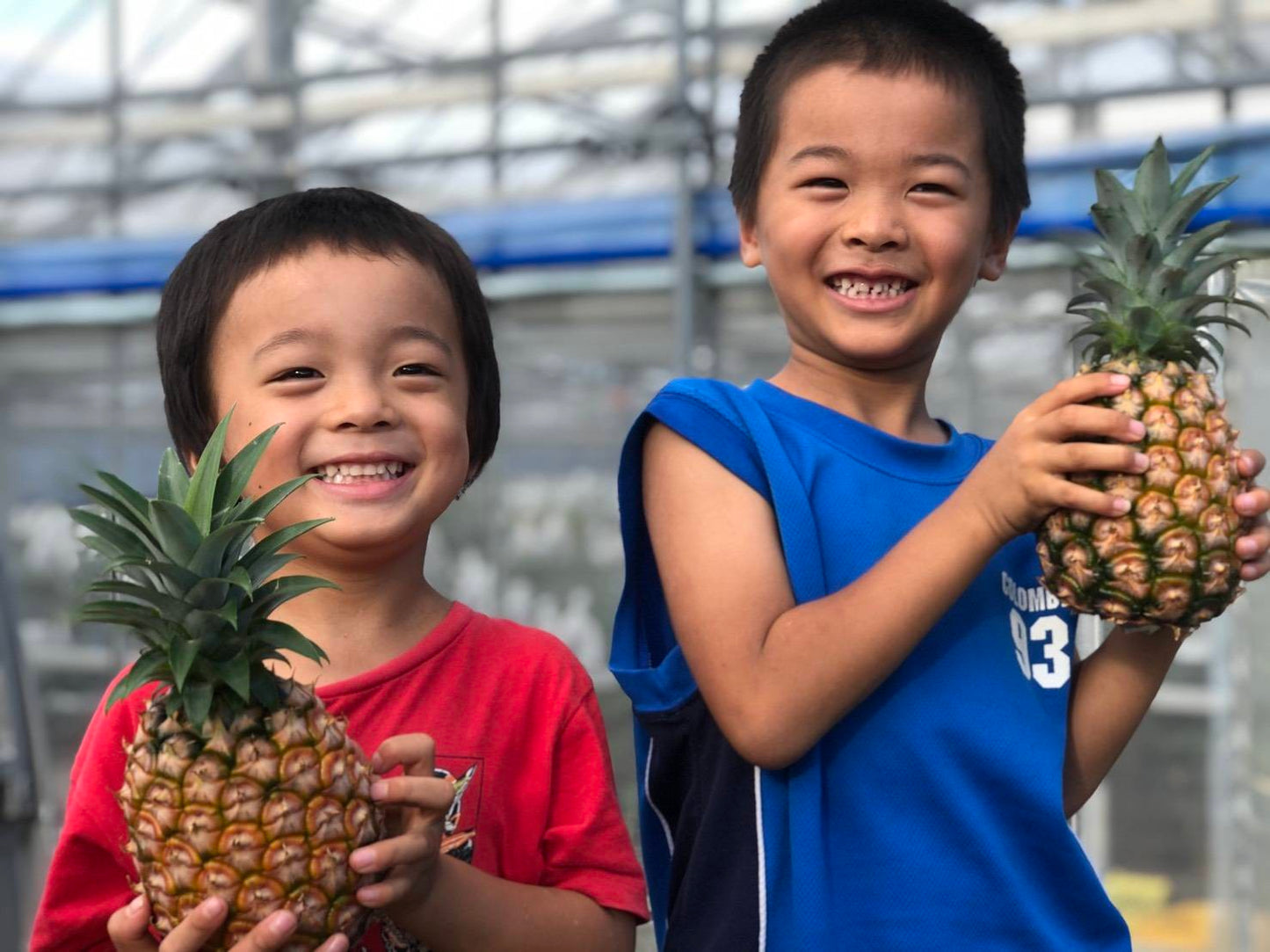 【ラストセール】西表島ピーチパイン※6月中旬頃から配送