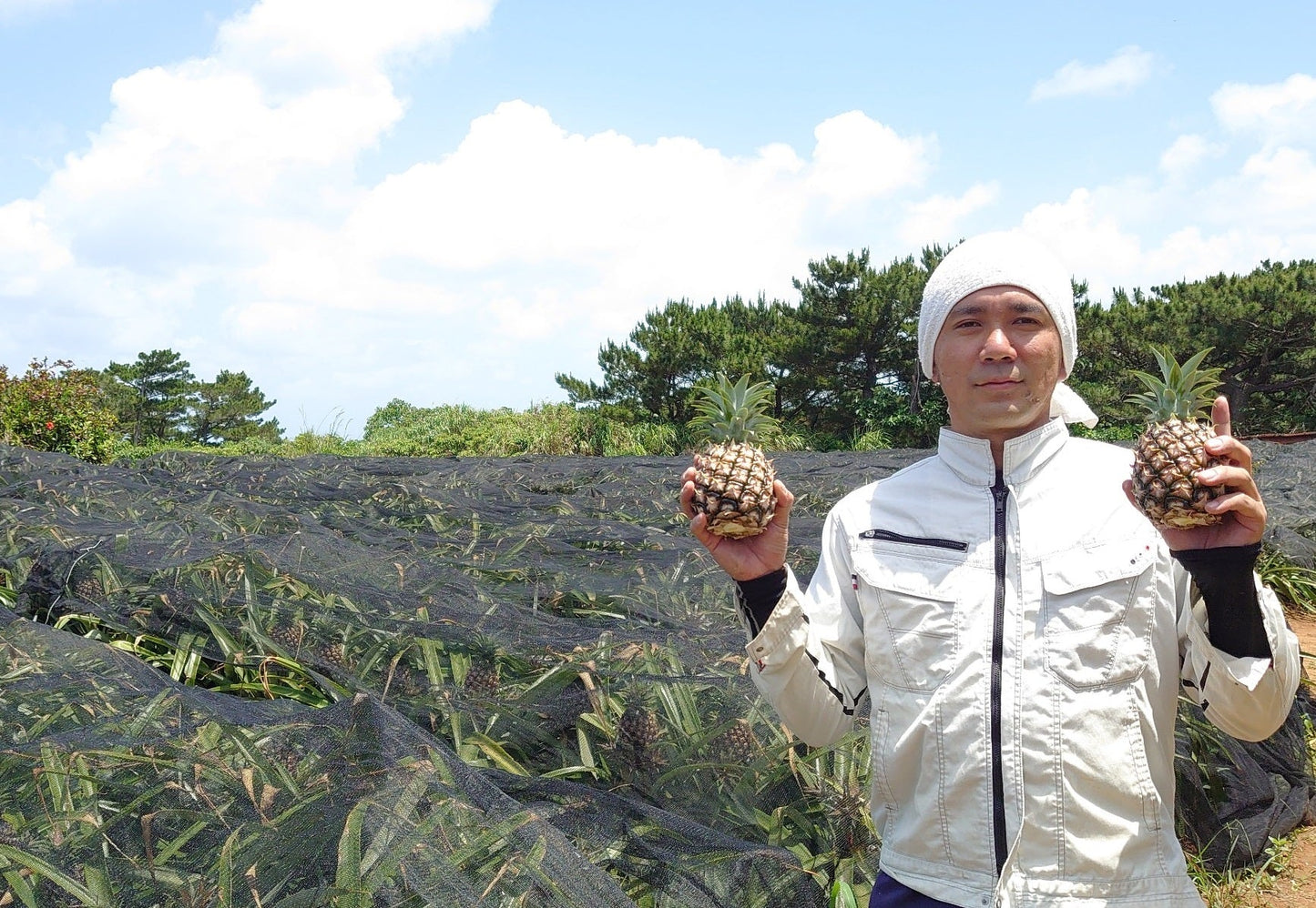 【ラストセール】西表島ピーチパイン※6月中旬頃から配送