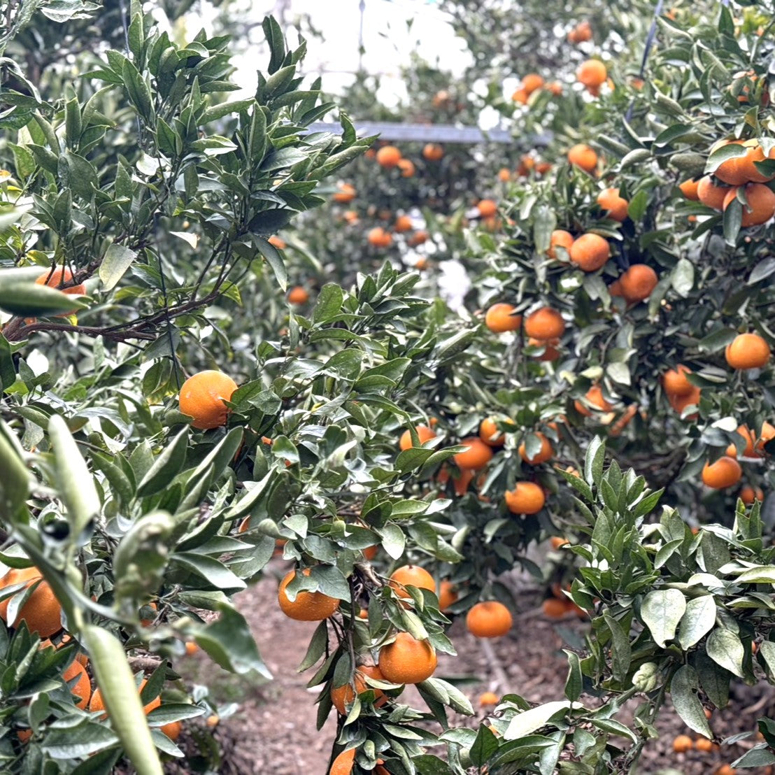 ハウスせとか※3月上旬〜配送開始予定