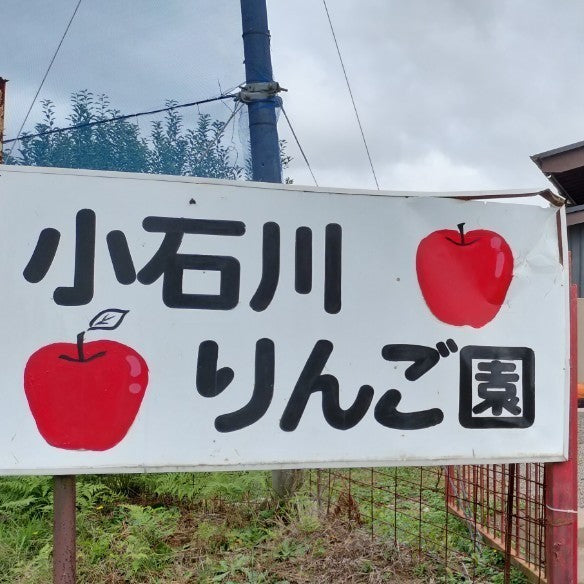 【訳あり】ふじ(広島県豊栄町産)※11月中旬頃〜配送開始