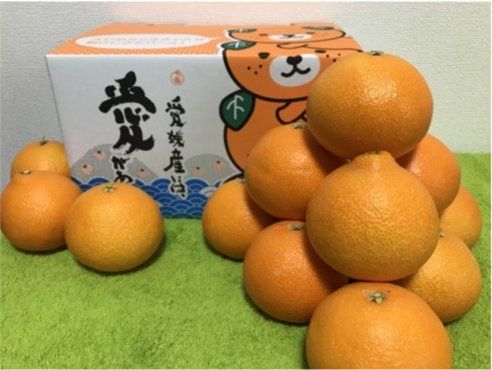 【家庭用】まどんな(愛媛県松山産)※12月10日頃より配送