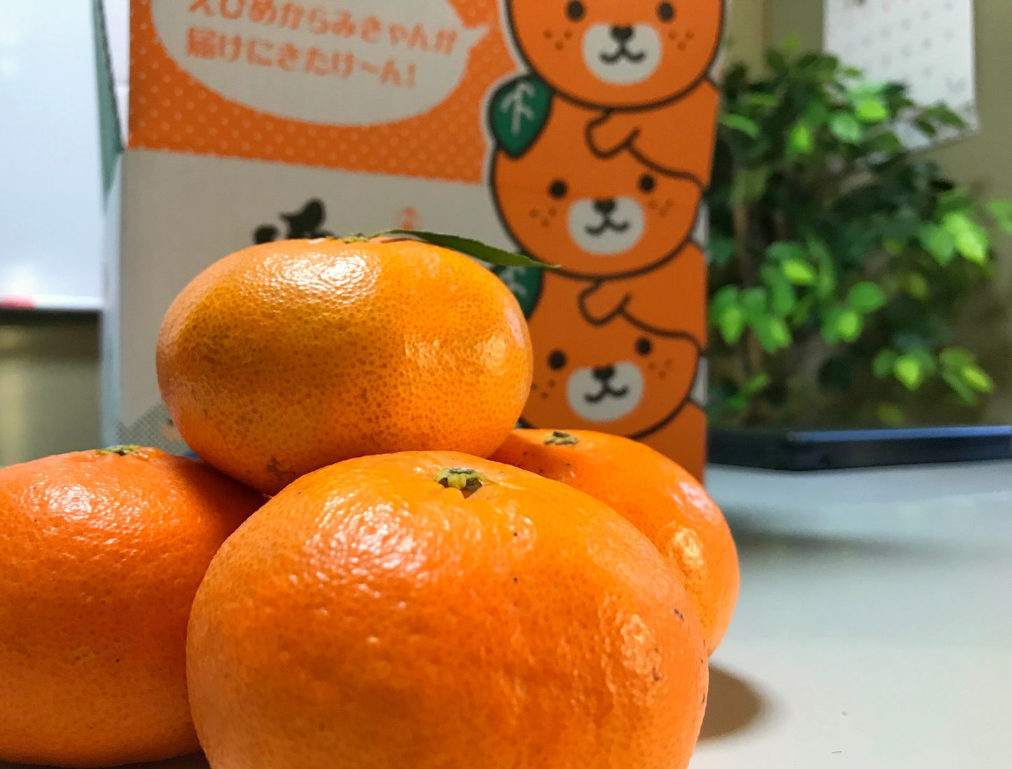 【贈答用】甘平(愛媛県松山産)※2月上旬頃から配送