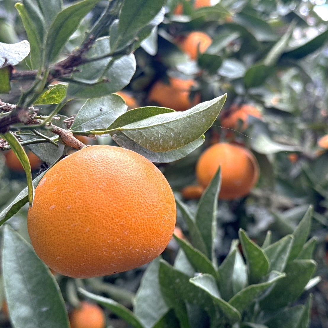 【家庭用・Sサイズ】ハウスせとか※3月上旬頃〜配送開始予定