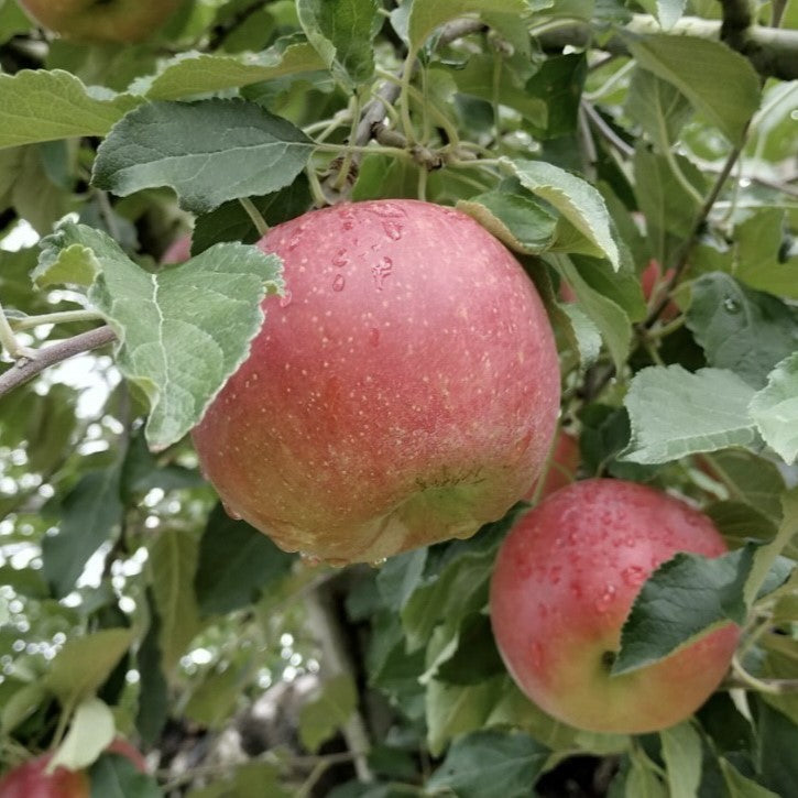 【訳あり】ふじ(広島県豊栄町産)※11月中旬頃〜配送開始