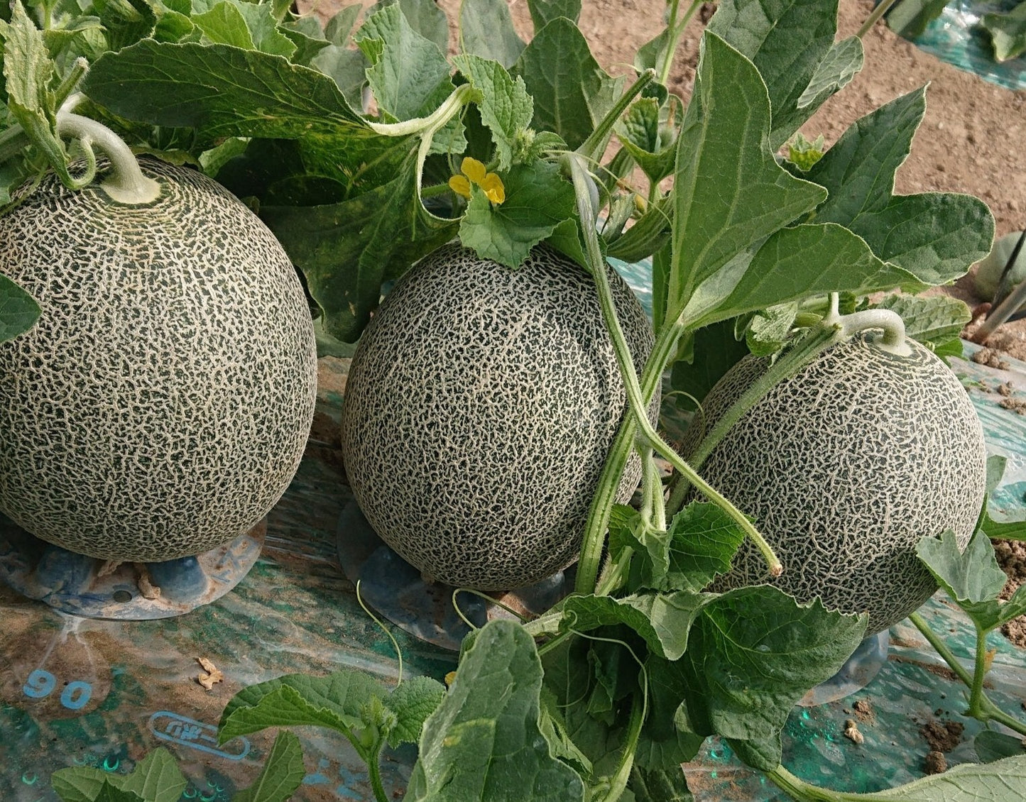 【予約】中玉タカミメロン(青玉)※6月中旬〜配送開始