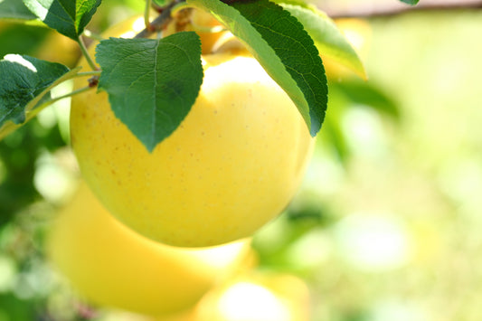 せいちゃんのシナノゴールド(りんご)※10月下旬頃から配送