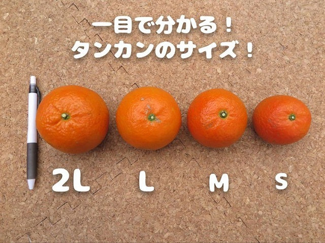 小さいたんかん(種子島産Sサイズ)